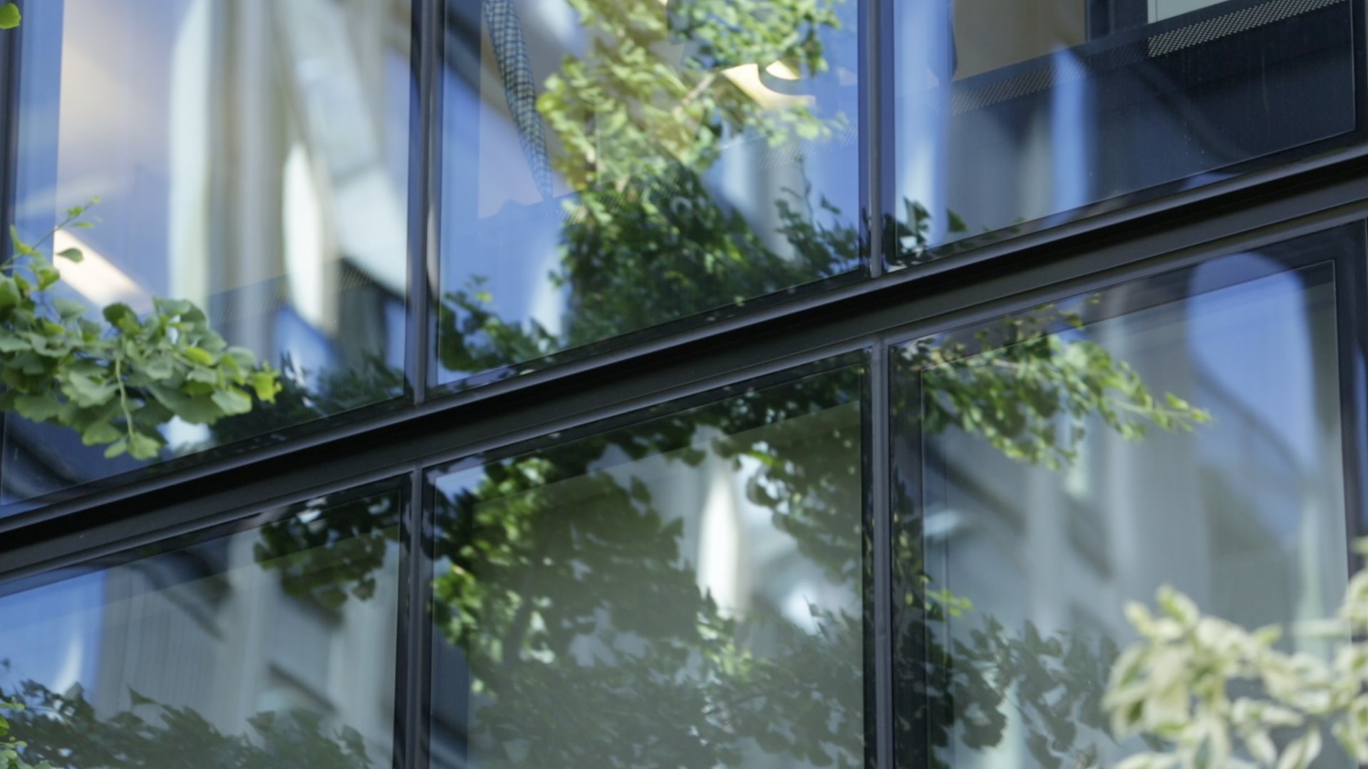 Sunlit glass facade with green foliage reflected in the windows